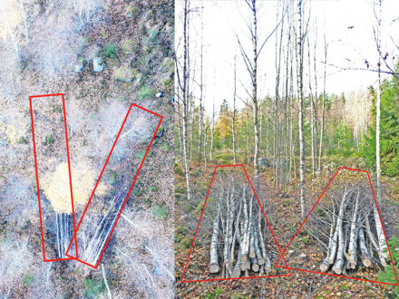 Exempel på korridorer för schablonartad korridorgallring; två korridorer á 2×10 m2 utlagda i ett tätt björkbestånd. Vid korridorgallring avverkas träden i korridorerna, medan träden utanför korridorerna lämnas att växa vidare. Foto: Lars Sängstuvall