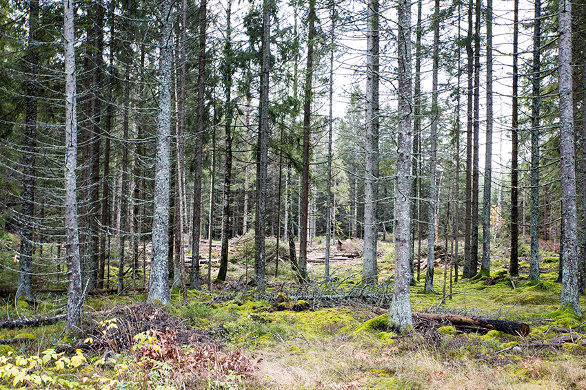Skogsstyrelsen: Skyddad skog inte orsak till barkborren