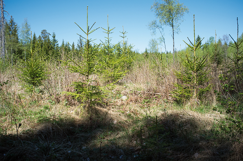 Skogen i Sverige föryngras bättre än någonsin efter avverkning visar Skogsstyrelsens årliga inventering. Den främsta förklaringen till det förbättrade resultatet är attskogsägare använder allt mer skogsodling.