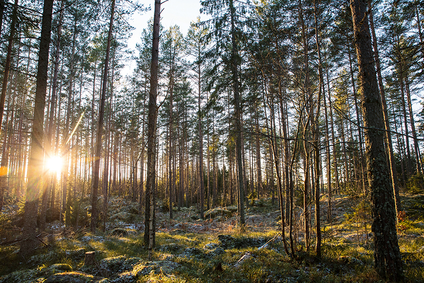 Tillsammans med närstående stiftelser utlyser Skogssällskapet 18,8 miljoner kronor till forskning och kunskapsutveckling om skog och naturvård. Foto: Per Eriksson