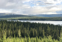 Ersättning för fjällnära skog ökar kraftigt