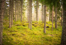 ”Trycket på skogen ökar när medelklassen växer”