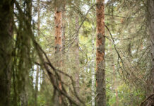 Minskade skador av granbarkborre