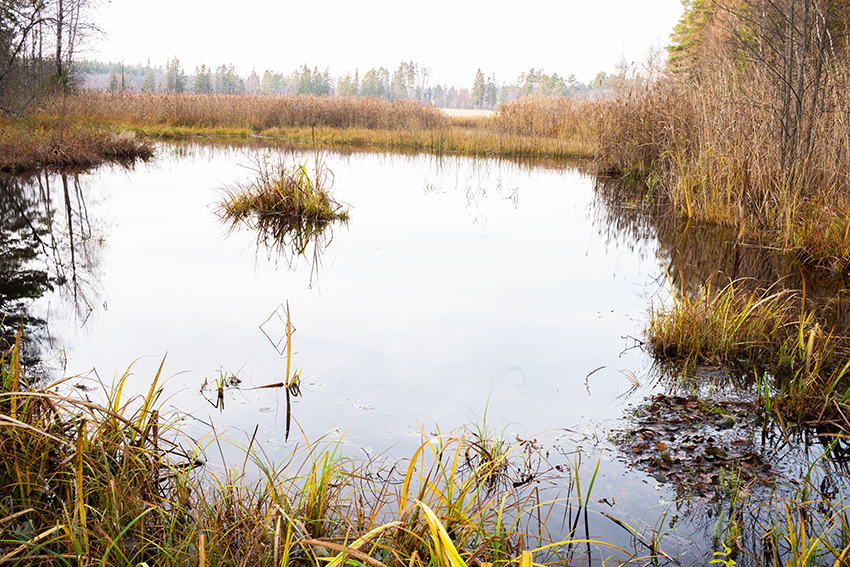Enligt Naturvårdsverket behöver Sverige återskapa stora ytor våtmark för att klara flera klimat- och miljöutmaningar samtidigt.