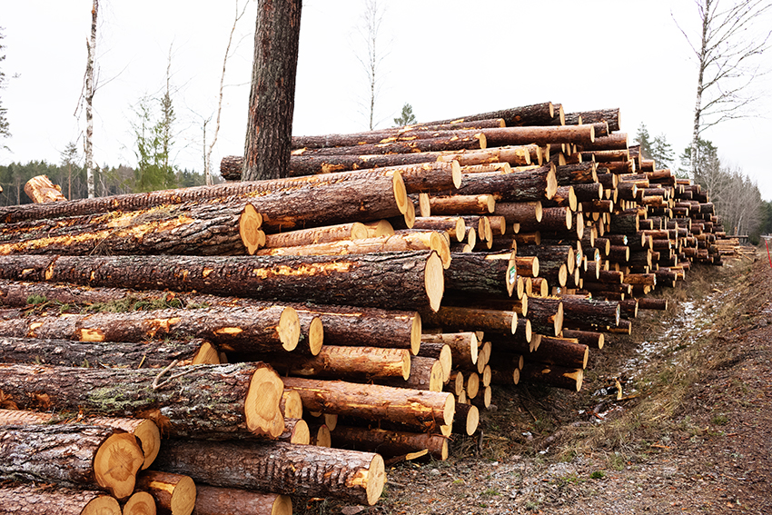 Enligt färsk statistik från Skogsstyrelsen steg virkespriserna under årets första kvartal