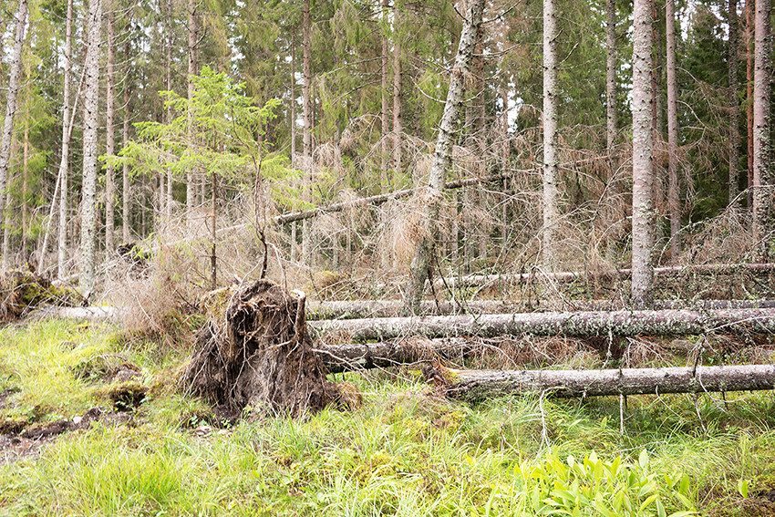 Under vinterns oväder har ovanligt många träd fallit eller knäckts av tung snö i Götaland och Svealand. 