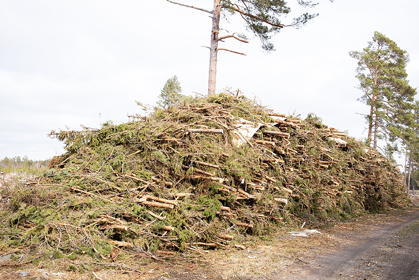 Skogforsk ska undersöka hur grotuttaget i den svenska skogen kan öka