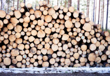 Ökade lager av barrsågtimmer