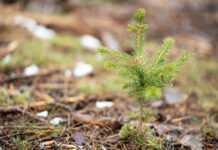 Forskningspengar till douglasgran, kvävegödsling och plantförädling
