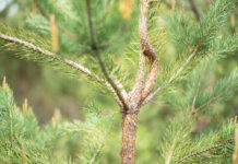 Lönsamt för skogsägare att satsa på skogsskötsel