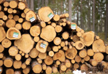 Skördardata visar spridningen av rotröta i gran