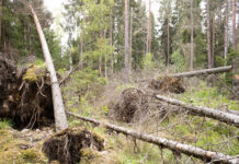 Stormen Dave fällde drygt 2 miljoner kubikmeter skog