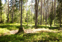 Åtgärder i skogar kan ge fördelar för både klimat och natur