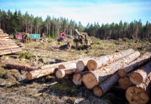 Swedbank: Pressad skogsbransch – starka virkespriser