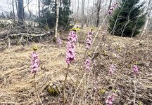 Skogsstyrelsen gör en översyn av sina föreskrifter till skogsvårdslagen