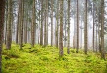 Digitalt spel ska öka förståelsen för målkonflikterna i skogen